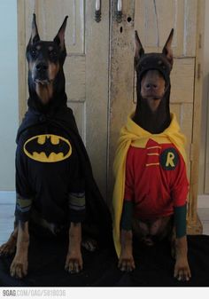 two dogs dressed up as batman and robin wayne sitting next to each other with caption that reads, stand back scooby we got this