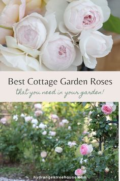 the best cottage garden roses that you need in your garden