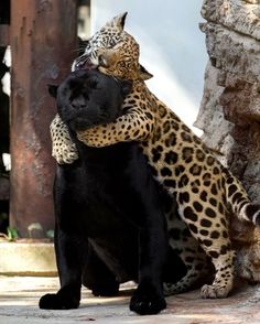 a large black cat sitting on top of a leopard in front of a rock wall