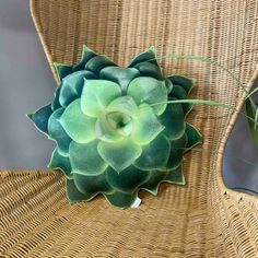 a green plant sitting on top of a wicker chair