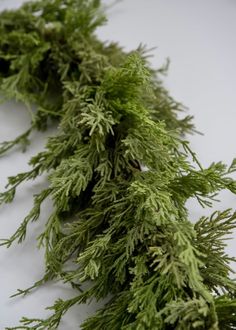 a close up of some green plants on a white surface