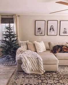 a dog laying on top of a couch in a living room next to a christmas tree