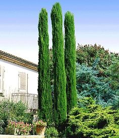 two tall green trees in front of a house