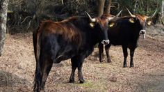 two cows standing on the side of a dirt road in front of trees and grass