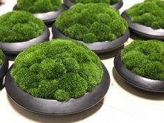 moss is growing in black pots on the table