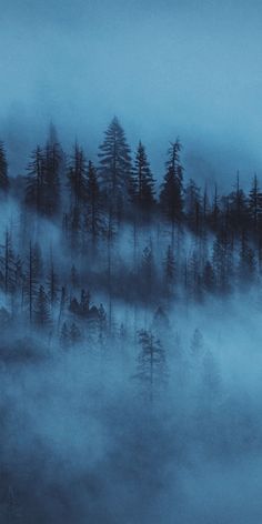 a forest filled with lots of trees covered in fog and smoggy clouds at night