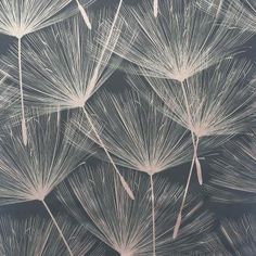 a black and white photo with lots of dandelions