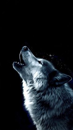 a wolf is looking up at the sky