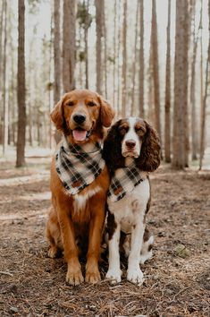 two dogs sitting in the woods wearing scarves