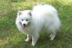 a white dog standing on top of a lush green field