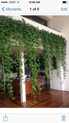 an image of a room with plants growing on the wall and wood flooring in front of it