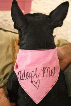 a black dog wearing a pink bandana with the words adopt me written on it