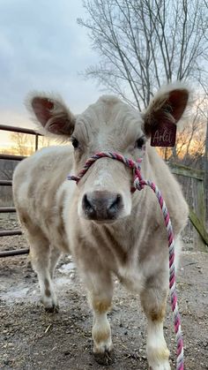 a cow with a rope tied around it's neck