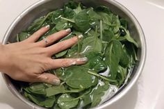 a woman's hands with manicures are washing spinach leaves in a silver bowl