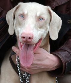 a dog with its tongue hanging out is being held by someone's hand while wearing a leather jacket