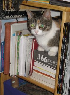 a cat sitting on top of a bookshelf filled with lots of different books