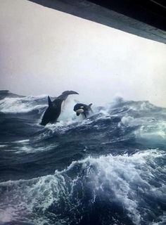 two humpbacks are jumping out of the water