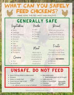 what can you safely feed chickens in the backyard? info sheet for feeding chickens and how to use them