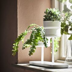 some plants are sitting on a window sill