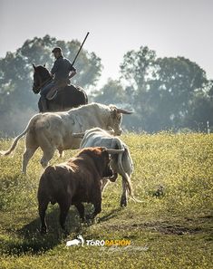 two men on horses are herding cattle in a field