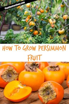 how to grow persimmon fruit in the garden with text overlay that reads, how to grow persimmon fruit