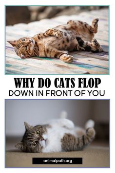 two cats laying on the ground with caption that reads, why do cats flop down in front of you?