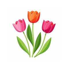 three pink and orange tulips with green leaves on a white background, illustration