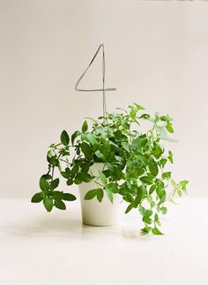 a potted plant with green leaves on a white counter top next to a wire hanger