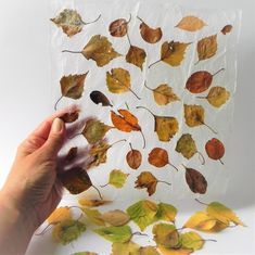 someone is holding up some leaves in front of a white background with the words autumn written on it