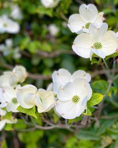 white dogwood flowers blooming in the sun