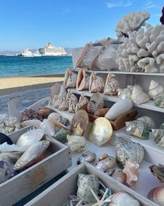 many different types of seashells are on the beach