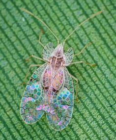 a close up of a bug on a green surface