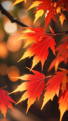 red and yellow leaves hang from a branch