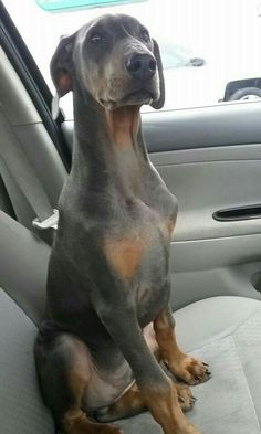 a dog sitting in the back seat of a car