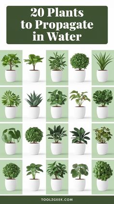 20 plants to propagate in water