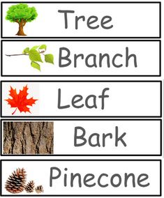 three different types of tree branches with the words leaf, pinecone and branch