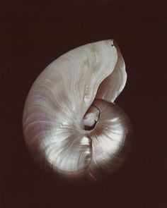 an image of a shell that is in the dark