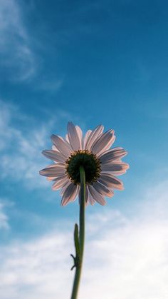 a large white flower sitting on top of a green plant next to a blue sky