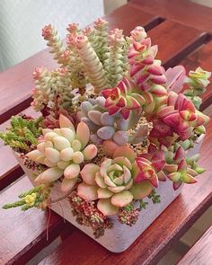 an arrangement of succulents on a wooden bench