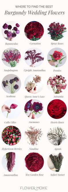 a bunch of different types of flowers on a white background with the words where to find the best burgundy wedding flowers