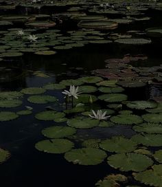 water lilies are floating on the surface of a pond