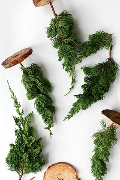 some green plants are growing out of a piece of wood that has been cut in half