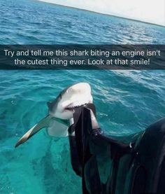 a shark with its mouth open in the water