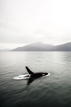 an orca swimming in the water with mountains in the background