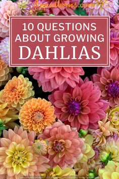 colorful flowers with the words 10 questions about growing dahlas