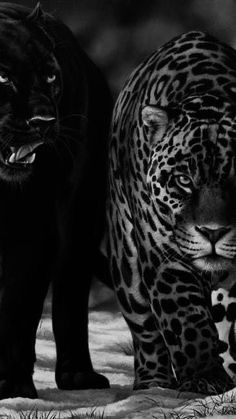 two black and white leopards walking in the snow