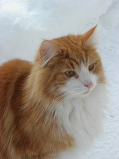 an orange and white cat sitting in the snow