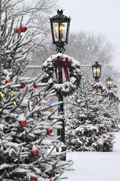 christmas trees are lined up along the sidewalk in front of a street light and lamp post