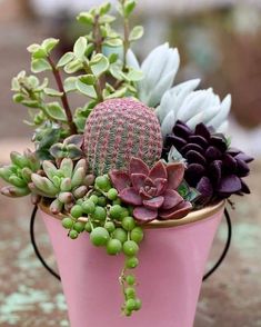 a pink pot with succulents and other plants in it