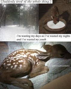 the deer is sleeping on the bed in the woods, and it's not very comfortable